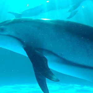 Kamogawa sea world-pacific white sided dolphin