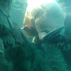 Kamogawa sea world-walrus