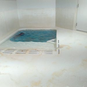 Kamogawa sea world-seal exhibit