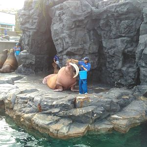 Kamogawa sea world-walrus with very long tusk