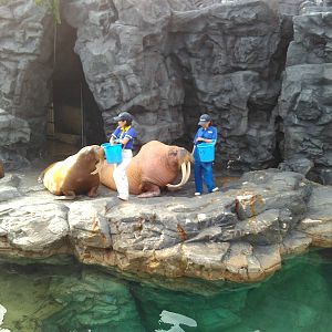 Kamogawa sea world-walrus with very long tusk