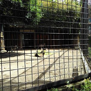 Eastern gray kangaroo exhibit