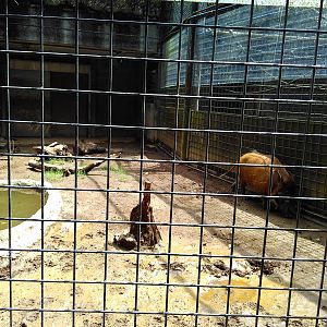 Red river hog exhibit