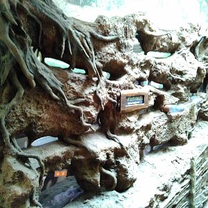 Naked mole rat exhibit