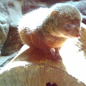Dwarf mongoose