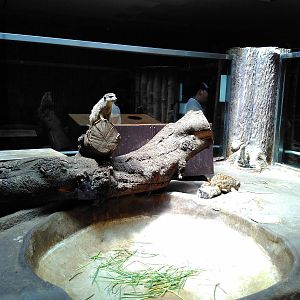 Meerkat exhibit
