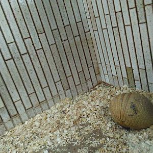 six-banded armadillo