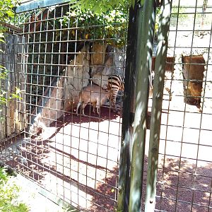 Barbary sheep and a hartmann's mountain zebra