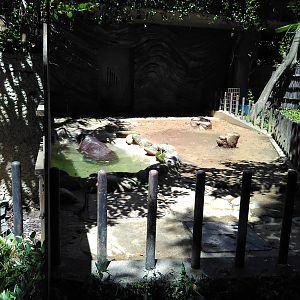Pygmy hippo exhibit