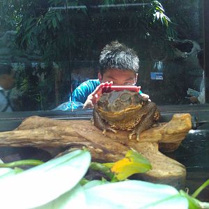 Aardvark250 photoing a rococo toad