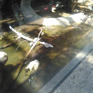 Gharial exhibit