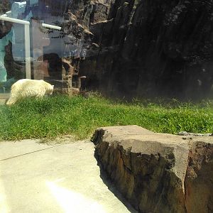 Polar bear exhibit(there is water)