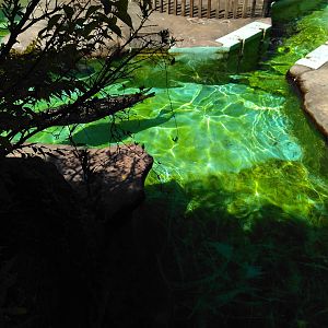 Seal and sea lion exhibit