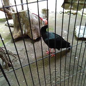 Bald ibis
