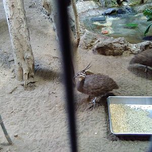 Elegant crested tinamou