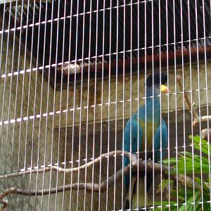 Great blue turaco