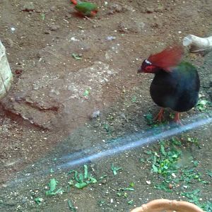 Crested wood partridge