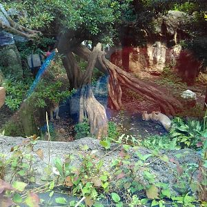 Asiatic lion exhibit