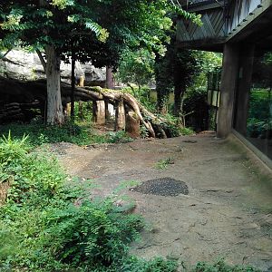 Sumatran tiger exhibit