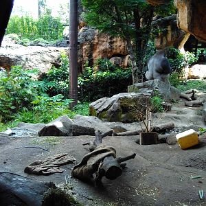 Western lowland gorilla exhibit