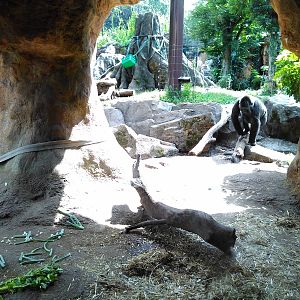 Western lowland gorilla