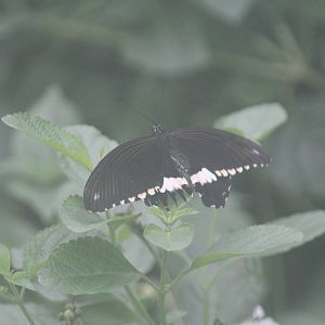 Papilio polytes