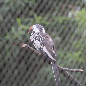 red-billed hornibll