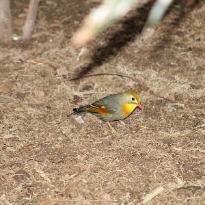 Red-Billed Leiothrix