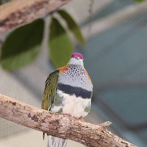 Superb Fruit-Dove