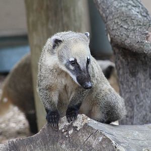 Ring-Tailed Coati