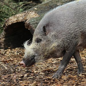 Bornean Bearded Pig