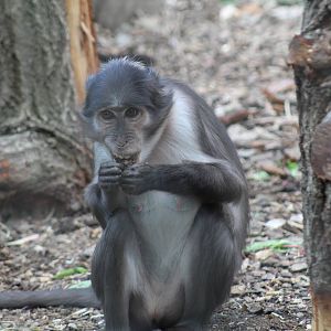 White-Naped Mangabey