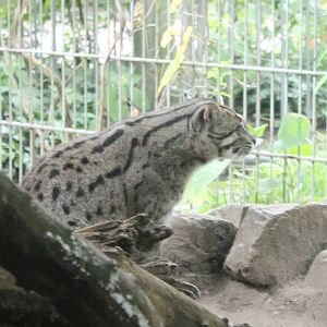 Fishing cat