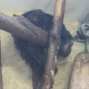 Binturong