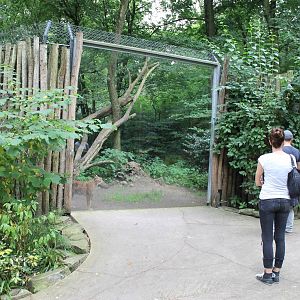 Lynx waiting for the keeper