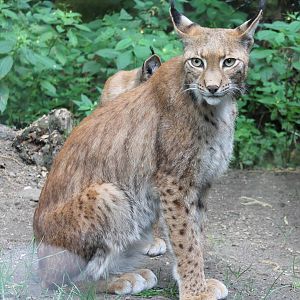 European lynxes