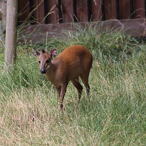 Red Natal Duiker