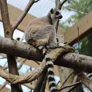 Ring-Tailed Lemur
