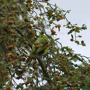 Ring-Necked Parakeet