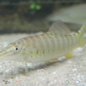 Syncrossus hymenophysa