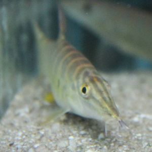 Syncrossus hymenophysa