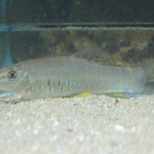 Syncrossus hymenophysa