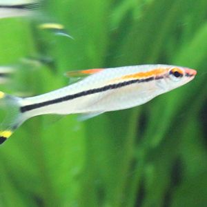 Red line torpedo barb