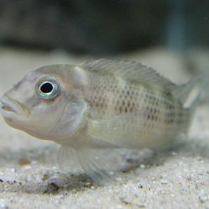 Lumphead-species - Steatocranus prop. casuarius