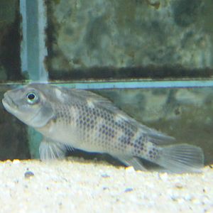 Cichlid ID