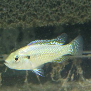 Egyptian mouthbrooder