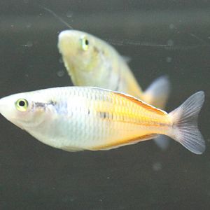 Melanotaenia boesemani