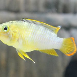 Male Apistogramma nijsseni
