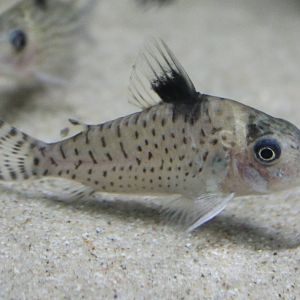 Corydoras ephippifer