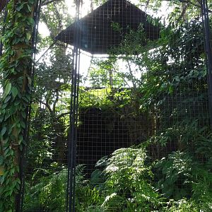 BBP 08/2016: Wreathed hornbill enclosure